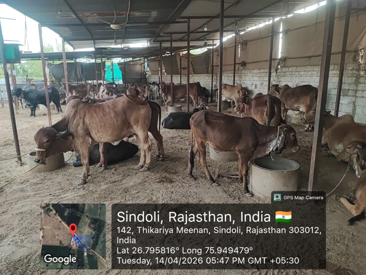 Kawari & her heifer – Amritshala Gir cow