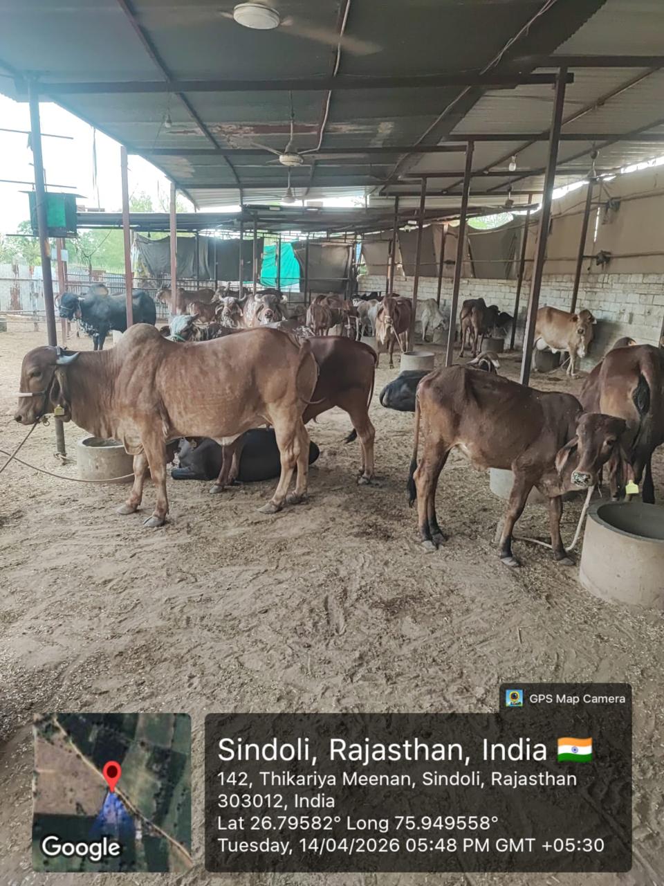 Radha & her heifer – Amritshala Gir cow