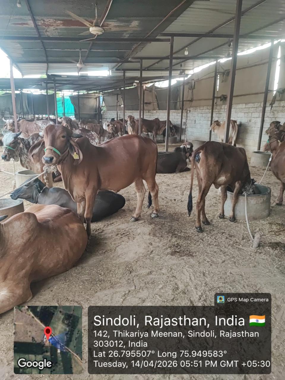 Radha – Amritshala Gir cow