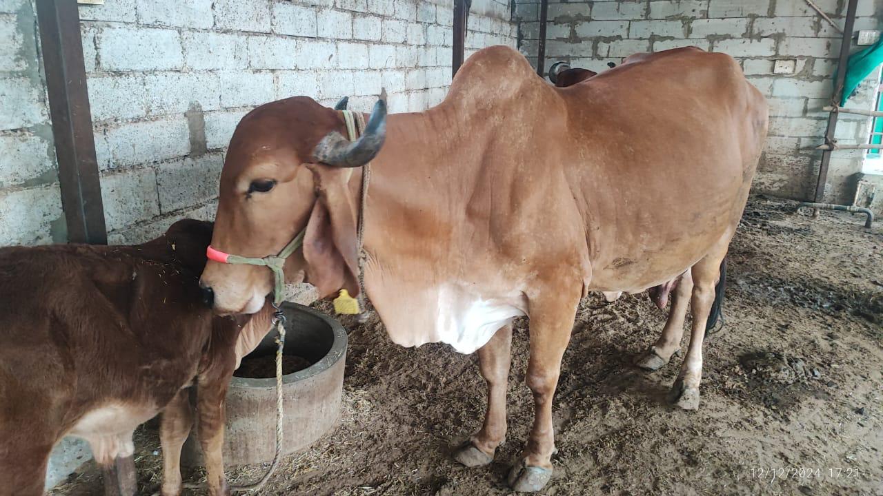 Jamuna – Amritshala Gir cow