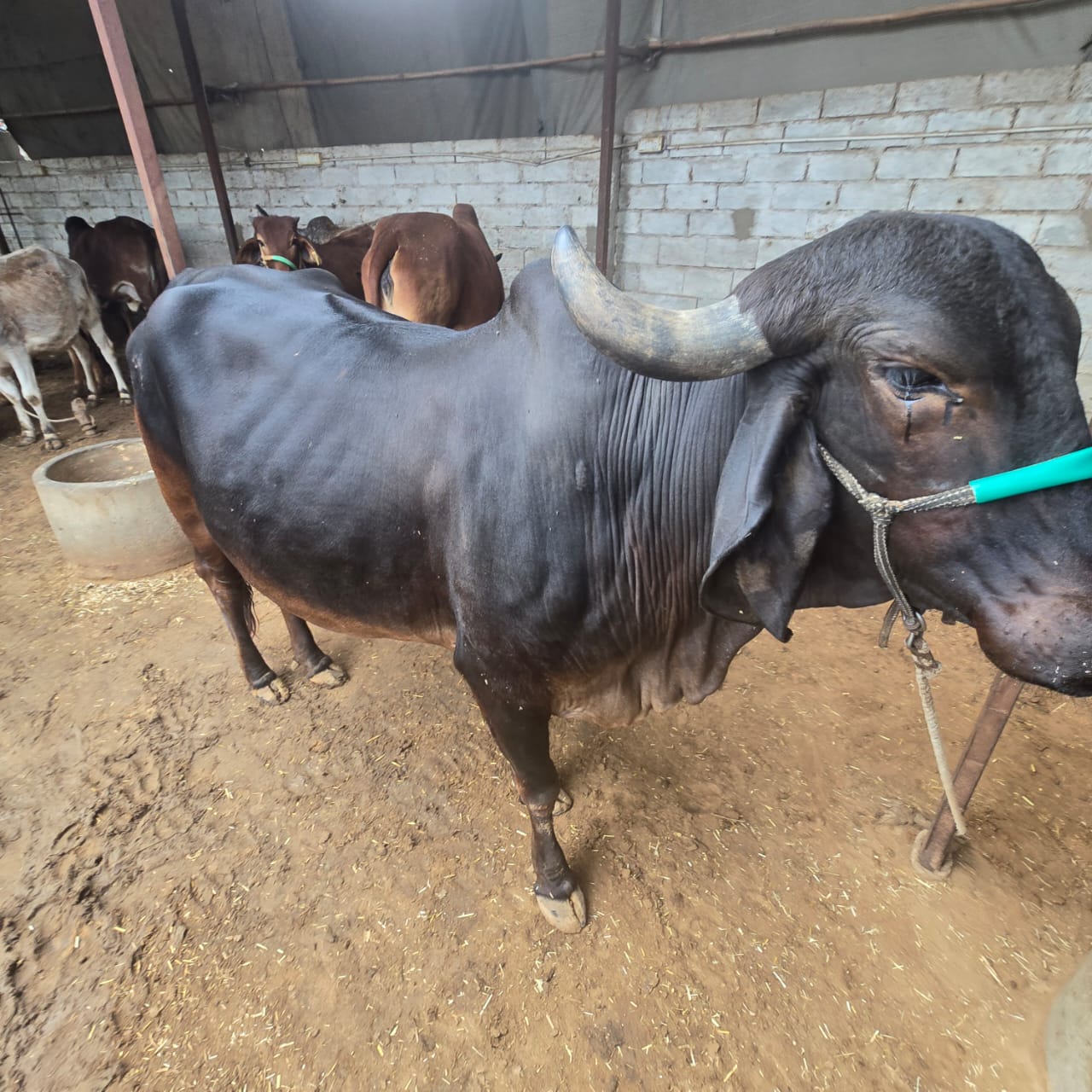 Kaali – Amritshala Gir cow