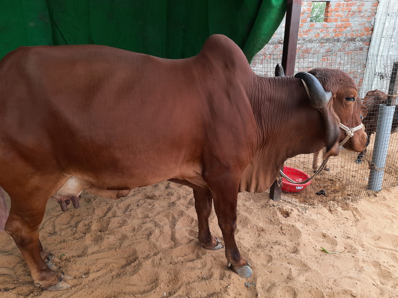 Radhika – Amritshala Gir cow