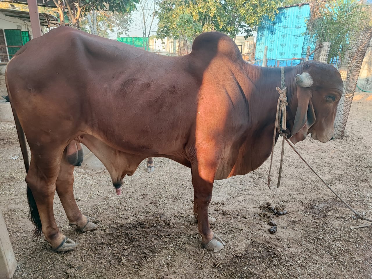 Bull – Suraj – Amritshala Gir cow