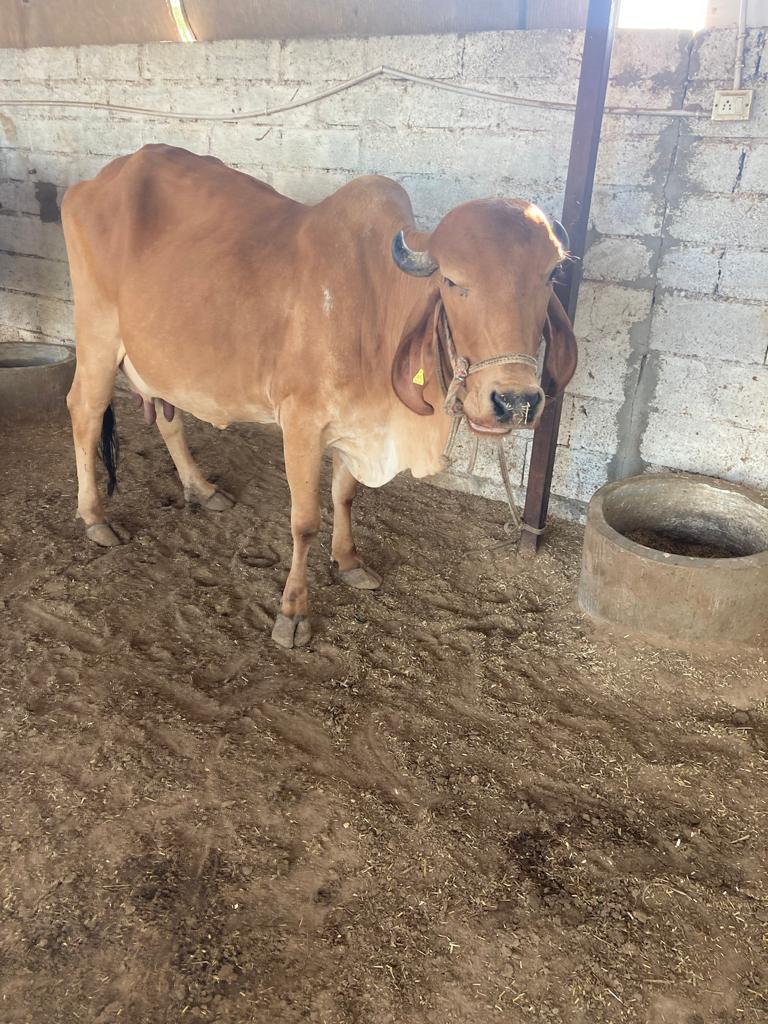 Goura – Amritshala Gir cow
