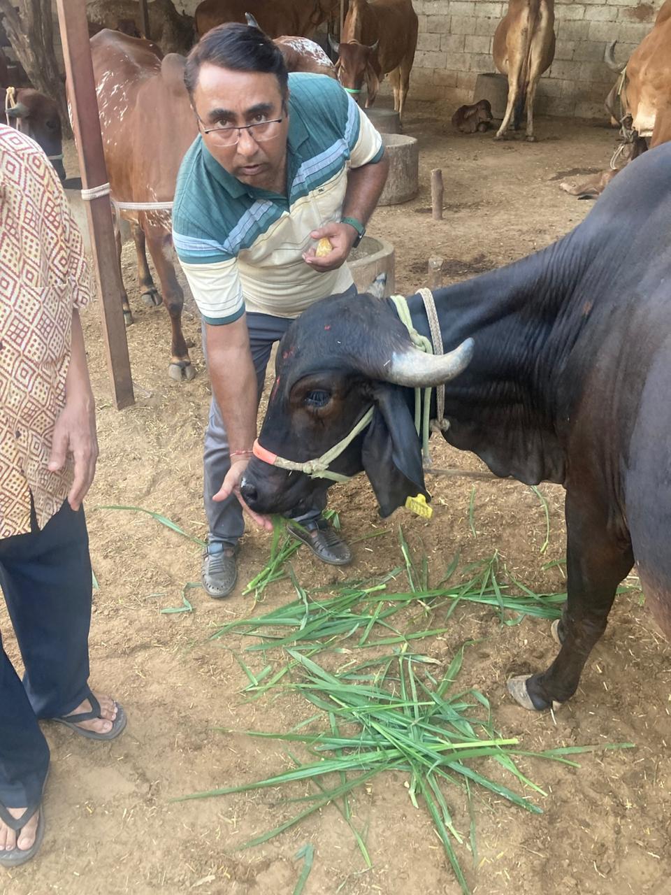 Amratshala Gir cow photo 5